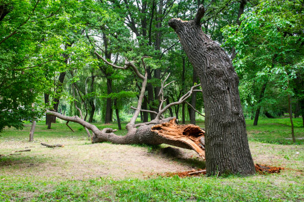 Best Emergency Tree Removal  in Hilltop, MN