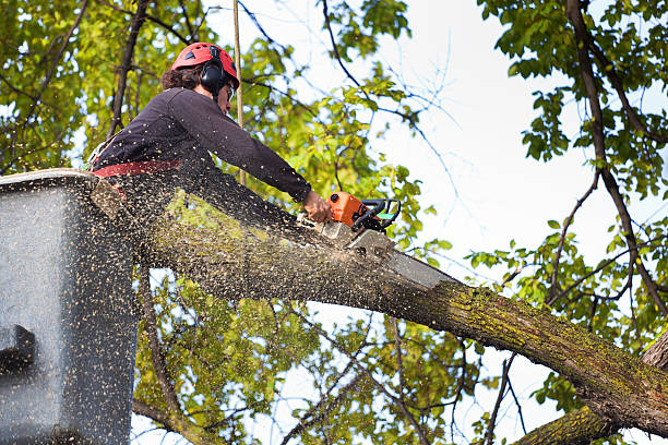 Trusted Hilltop, MN Tree Services Experts