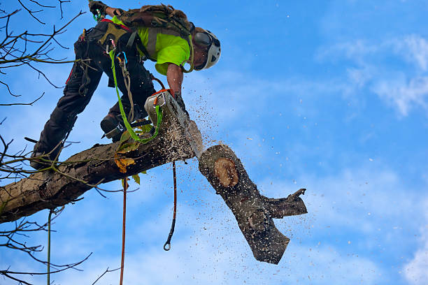 Best Utility Line Clearance  in Hilltop, MN